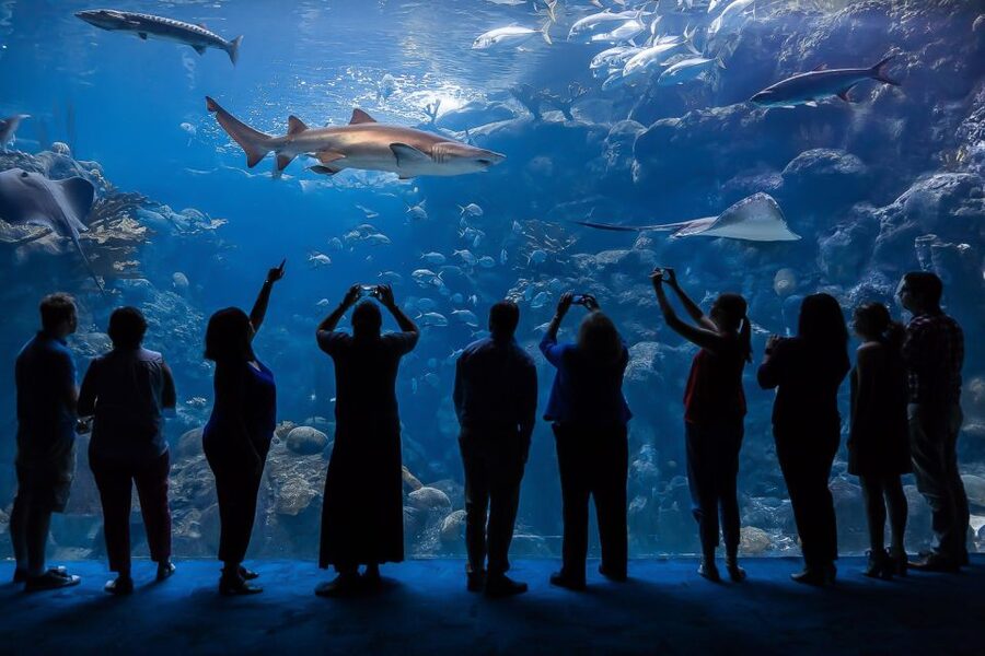 The Florida Aquarium Ticket - Start under the glass dome in Tampa’s Channel District