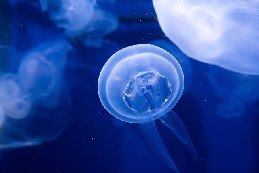 The Florida Aquarium Ticket - See the Coral Reef Gallery’s biggest animals