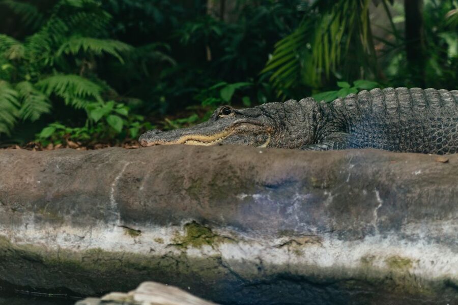 The Florida Aquarium Ticket - Consider the $36 price before booking