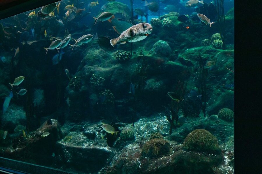 The Florida Aquarium Ticket - Choose your timing carefully