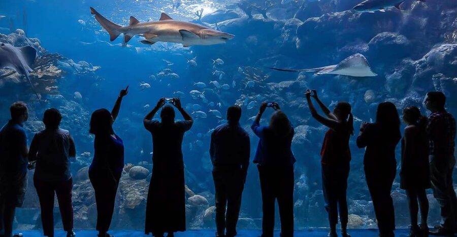 The Florida Aquarium Ticket - Follow Florida’s waterways from mangrove to marsh
