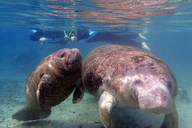 The 'OG' Manatee Snorkel Tour with In-Water Guide/Photographer - Why Crystal River is such a good place for a manatee swim