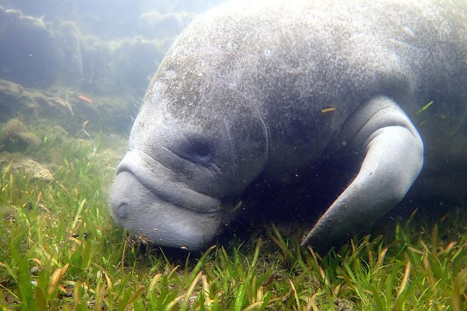 The 'OG' Manatee Snorkel Tour with In-Water Guide/Photographer - The photo service and what you actually receive