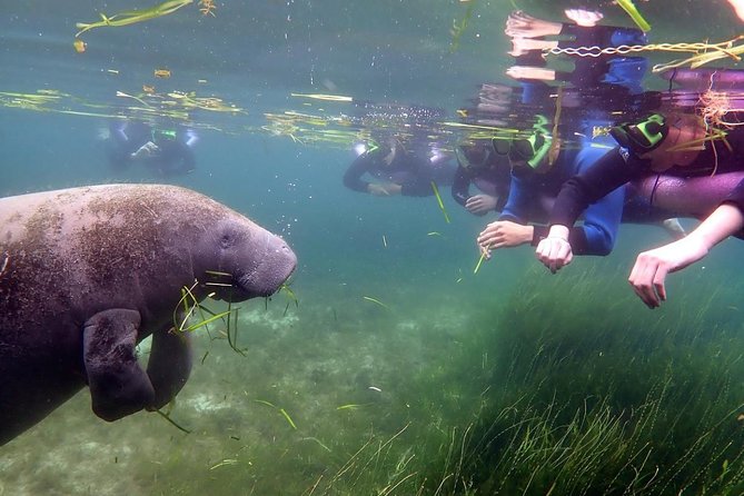 The 'OG' Manatee Snorkel Tour with In-Water Guide/Photographer - The return to the shop
