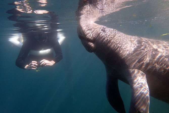 The 'OG' Manatee Snorkel Tour with In-Water Guide/Photographer - What happens at River Ventures before you board