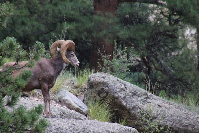 The Rocky Mountain National Park Safari Tour - Riding into Rocky Mountain National Park from Estes Park