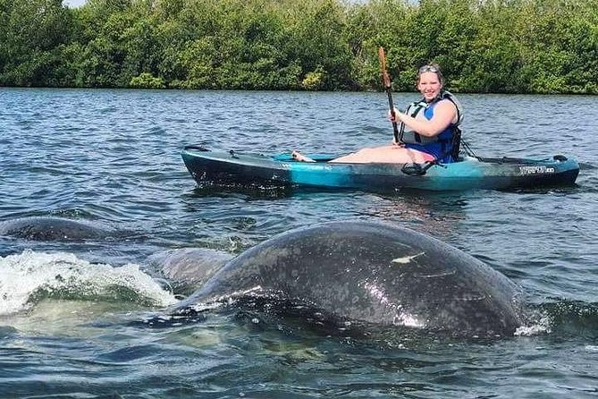 Thousand Island Mangrove Tunnel, Manatee & Dolphin Kayak Tour w/Cocoa Kayaking - Is $69.08 a Good Value?