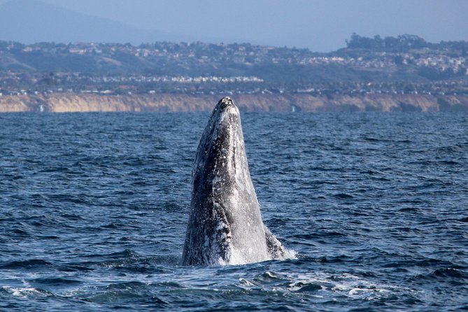 Two-Hour Luxury Whale Watching Tour from Oceanside - Key points to know before booking