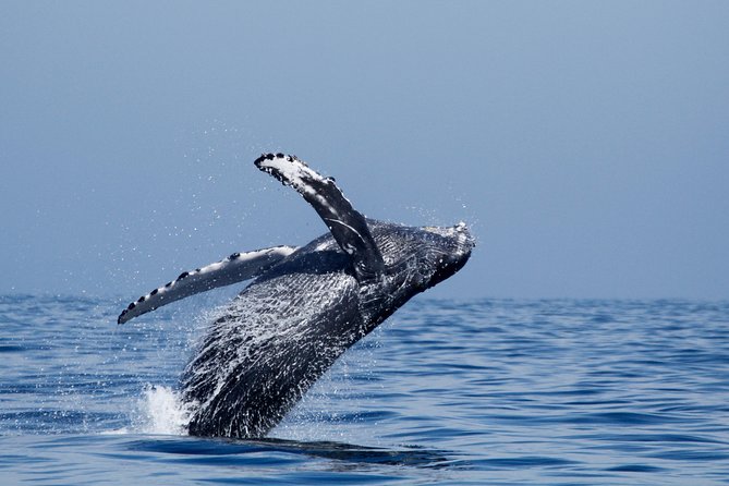 Two-Hour Luxury Whale Watching Tour from Oceanside - Dolphins may be the real star of the trip
