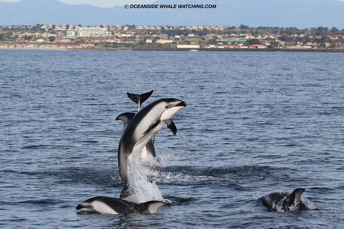 Two-Hour Luxury Whale Watching Tour from Oceanside - Who will enjoy this Oceanside cruise?