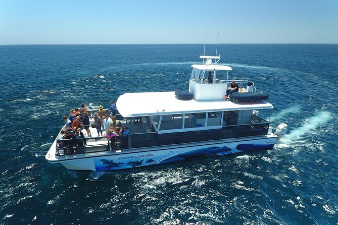 Two-Hour Luxury Whale Watching Tour from Oceanside - Which whales might you see?