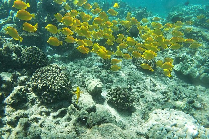 Two Reef Snorkel Trip-See Captain Cook Monument & Sea Caves - Quick facts that matter before you book