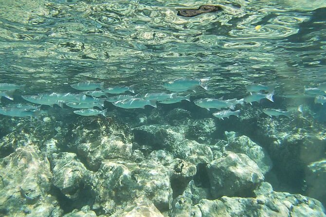 Two Reef Snorkel Trip-See Captain Cook Monument & Sea Caves - Practical advice for a smoother morning