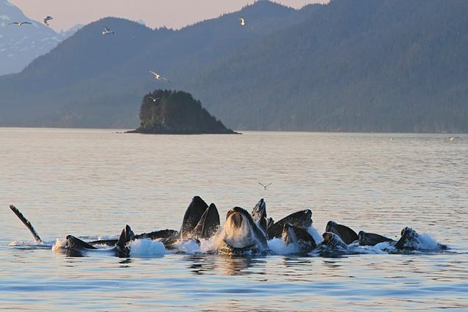 Ultimate Juneau Whale Watch and Mendenhall Glacier View - From Mt. Roberts Tramway to Auke Bay