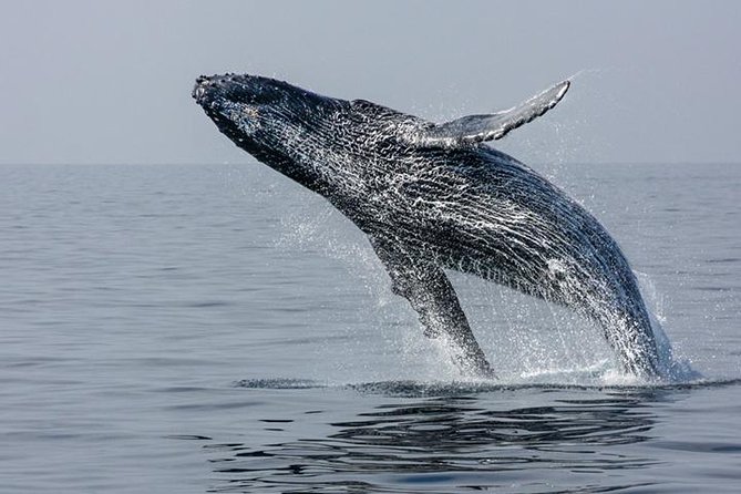 Ultimate Juneau Whale Watch and Mendenhall Glacier View - Watching humpbacks without a guaranteed performance