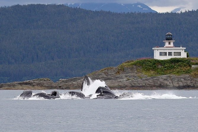 Ultimate Juneau Whale Watch and Mendenhall Glacier View - What the $156 price gets you