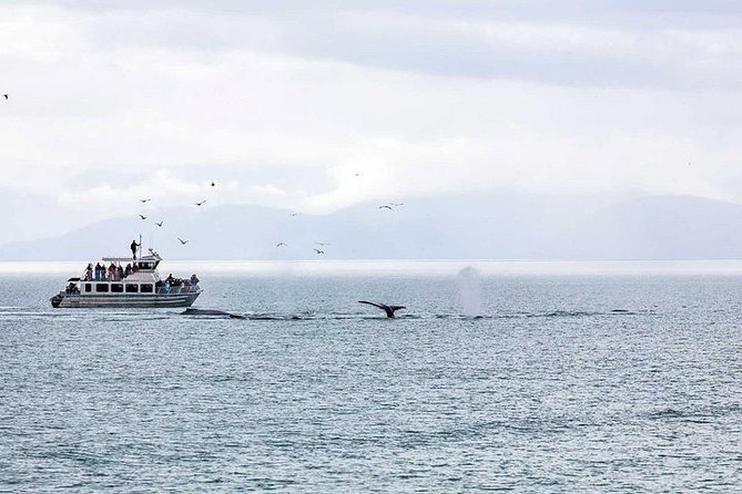 Ultimate Juneau Whale Watch and Mendenhall Glacier View - Orcas, sea lions, eagles, and bonus wildlife