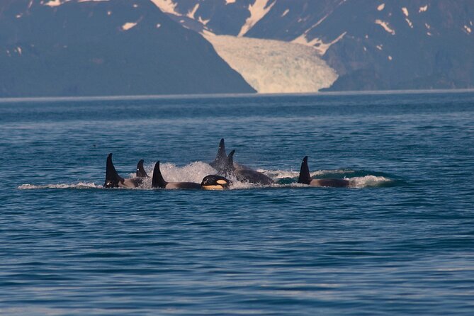 Ultimate Whale Watch and Tracy's Crab Shack Combo - Meeting at the Goldbelt Tram