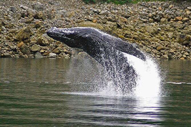Ultimate Whale Watch and Tracy's Crab Shack Combo - Who should book this excursion?