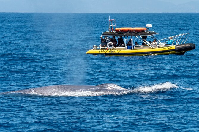 Up-Close Dolphin & Whale Watching Zodiac Adventure in Dana Point - Why Dana Point is a smart place for a whale trip
