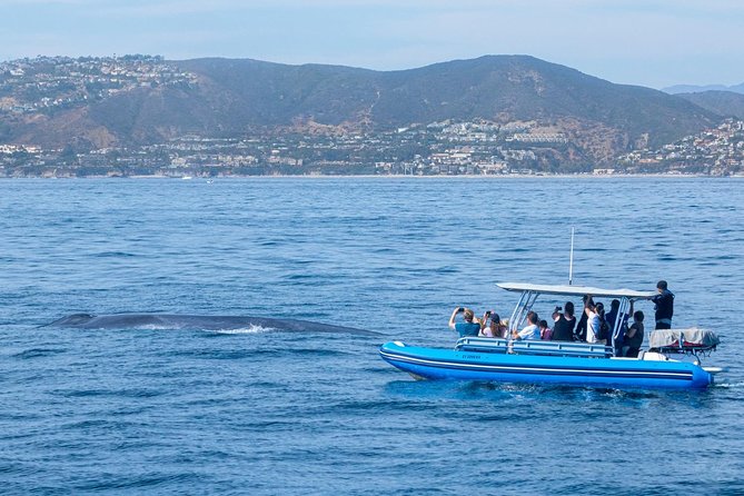 Up-Close Dolphin & Whale Watching Zodiac Adventure in Dana Point - Whale seasons and what you might see