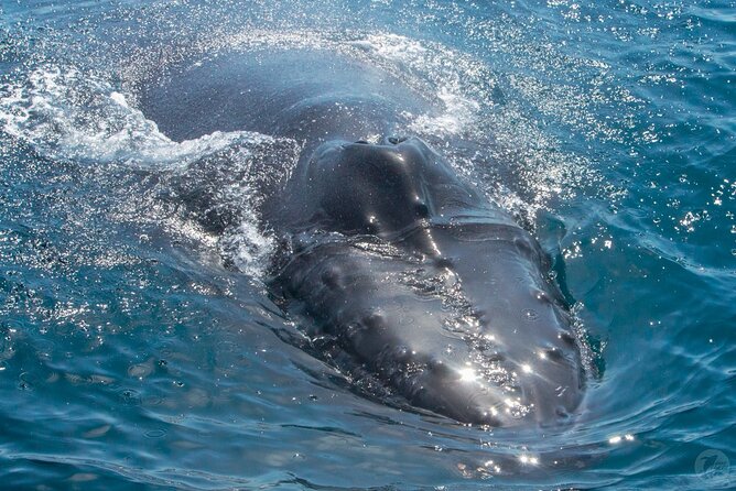 Up-Close Dolphin & Whale Watching Zodiac Adventure in Dana Point - The crew makes a two-hour trip better