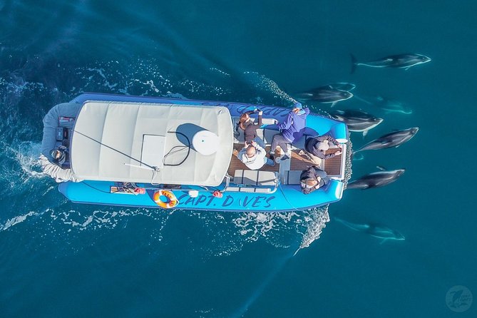 Up-Close Dolphin & Whale Watching Zodiac Adventure in Dana Point - A close look at the itinerary and timing
