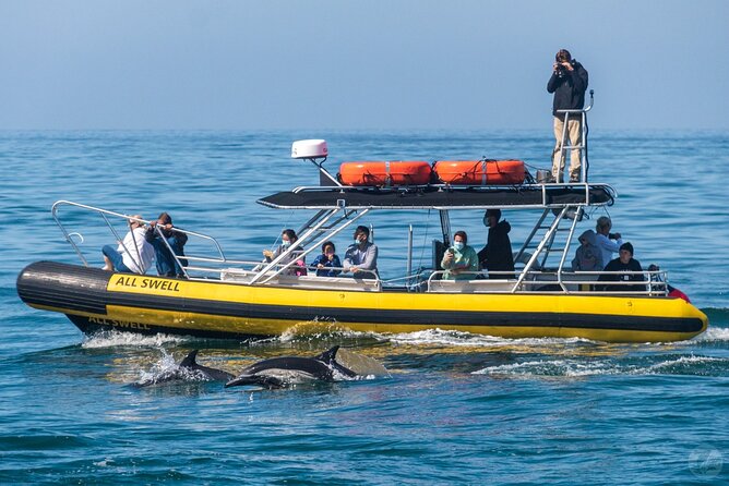 Up-Close Dolphin & Whale Watching Zodiac Adventure in Dana Point - Price, group size, and overall value