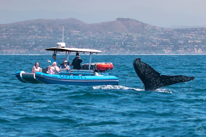 Up-Close Dolphin & Whale Watching Zodiac Adventure in Dana Point - Weather, comfort, and who should book
