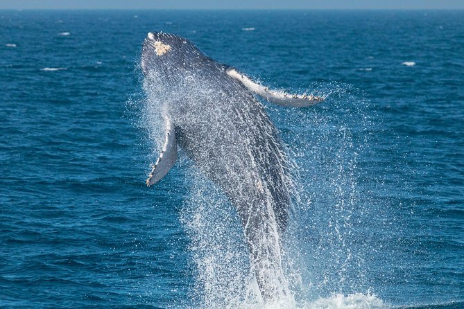 Up-Close Dolphin & Whale Watching Zodiac Adventure in Dana Point - Dolphins are the most dependable attraction