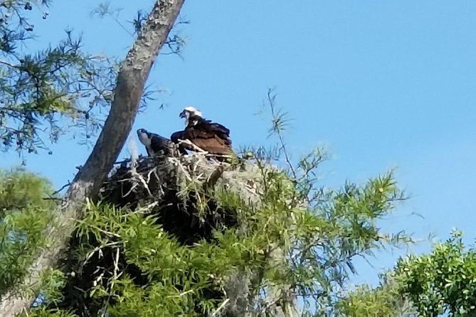 Waccamaw River Nature and Wildlife Tour - Key things to know before you go