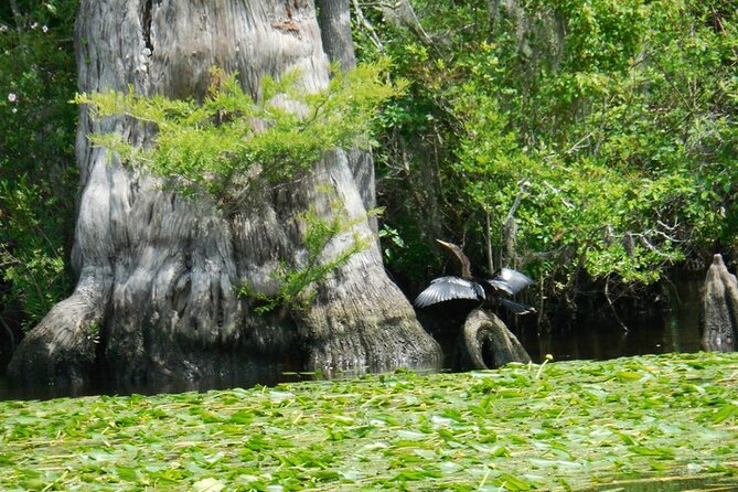 Waccamaw River Nature and Wildlife Tour - Finding the dock at Waccatee Zoo