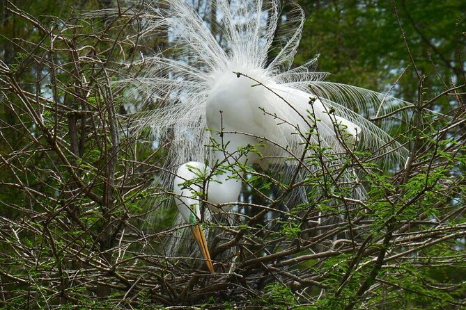 Waccamaw River Nature and Wildlife Tour - Who will enjoy this Myrtle Beach boat tour?