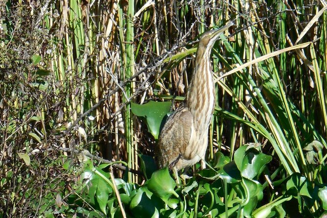 Waccamaw River Nature and Wildlife Tour - What the two-hour boat ride feels like