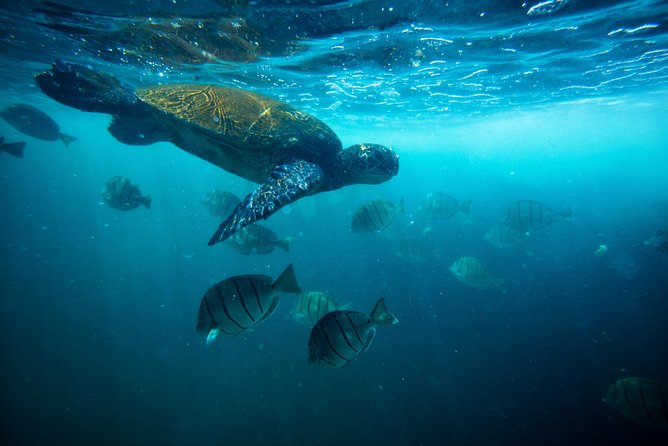Waikiki Catamaran Snorkel Sail with Lunch: Turtles Guaranteed - Sailing from Kewalo Basin toward Turtle Canyon