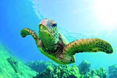 Waikiki Catamaran Snorkel Sail with Lunch: Turtles Guaranteed