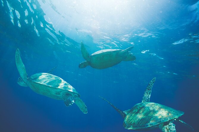 Waikiki Catamaran Snorkel Sail with Lunch: Turtles Guaranteed - What the $134.95 price really covers
