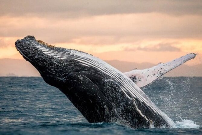 Waikiki Glass Bottom Boat Cruise - Who will enjoy this most?