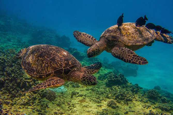 Waikiki, Hawaii: Turtle Canyon Snorkel Excursion - Why Turtle Canyon works well for a short Waikiki outing