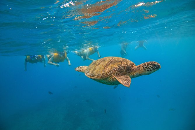 Waikiki, Hawaii: Turtle Canyon Snorkel Excursion - Waikiki Beach, reef fish, and a busy waterline