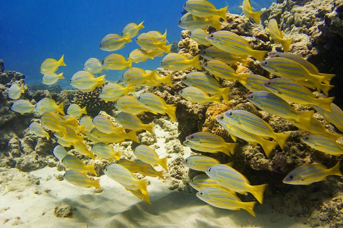 Waikiki, Hawaii: Turtle Canyon Snorkel Excursion - Diamond Head views from the water