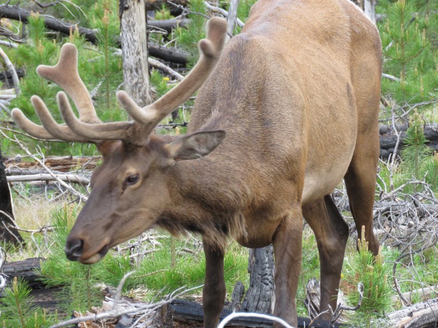 West Yellowstone: Yellowstone Day Tour Including Entry Fee - Thumb Geyser and Yellowstone Lake