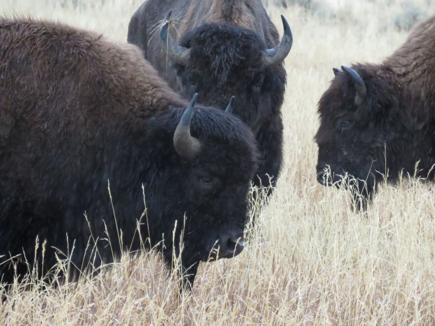 West Yellowstone: Yellowstone Day Tour Including Entry Fee - Food, van comfort, and the rhythm of the day