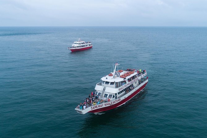 Whale and Dolphin Watching Cruise from Cape May - Quick take: what matters most