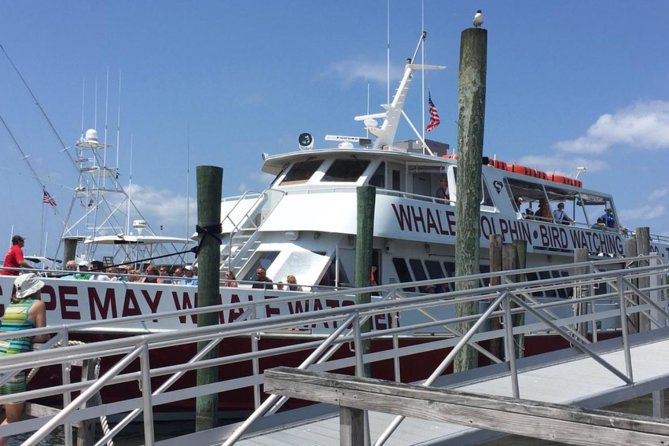 Whale and Dolphin Watching Cruise from Cape May - What the naturalist adds