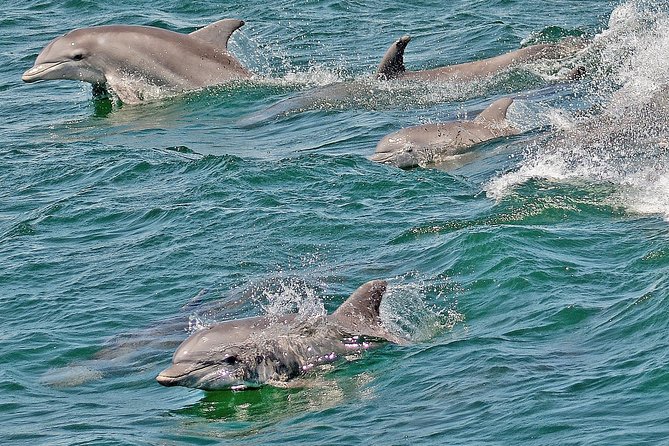 Whale and Dolphin Watching Cruise from Cape May - Managing rough water and seasickness