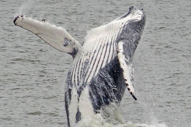 Whale and Dolphin Watching Cruise from Cape May - Who will enjoy this Cape May cruise?