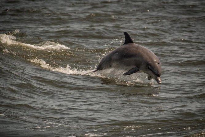 Whale and Dolphin Watching Cruise from Cape May - A large boat with room to move