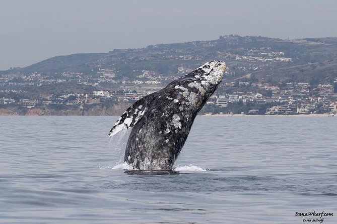 Whale Watching Excursion in Dana Point - Key points to know before you book