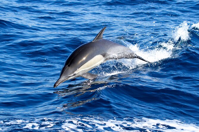 Whale Watching Excursion in Dana Point - The first stretch: open water and patient watching